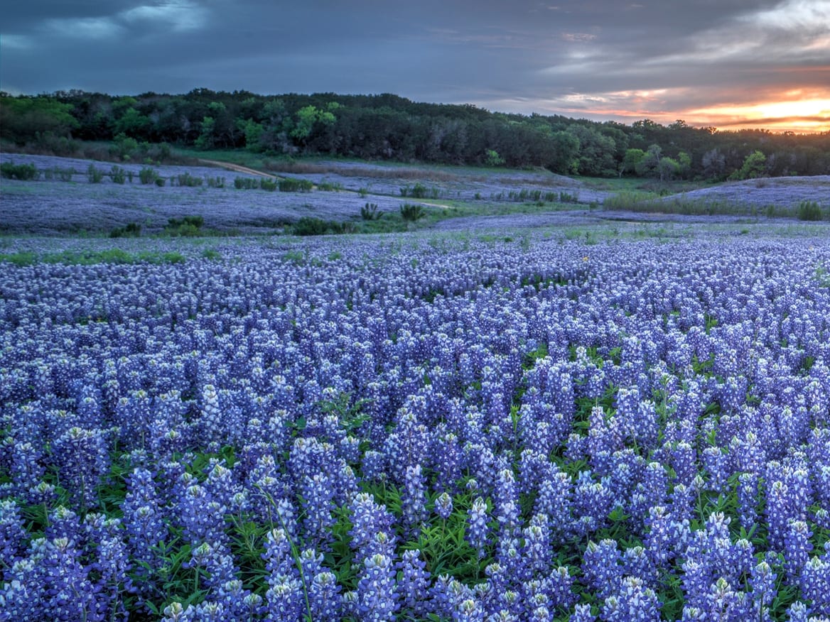 A field of bluebonnets in the Texas Hill Country under an evening sky